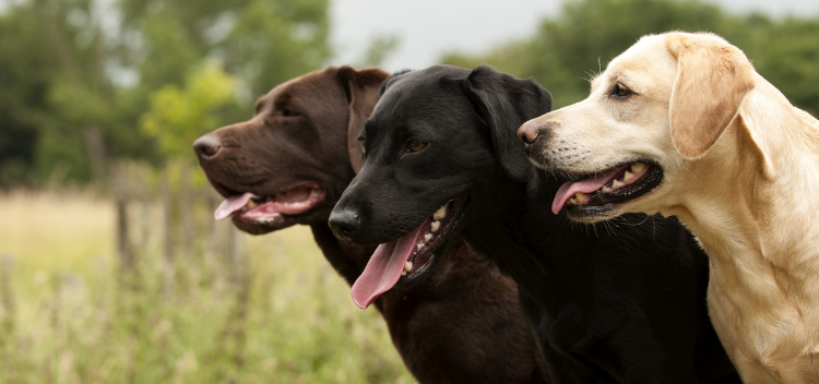 Labrador neutering best sale