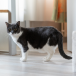 COVID cat concerns: separation anxiety & obesity