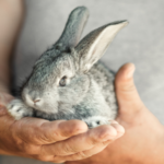 Try these rabbit enrichment tips from STAR Vets