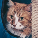 How to find the right cat sitter in Derbyshire