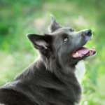 Beware of five common summer dog diseases