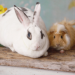 Flystrike and other summer risks for rabbits & guinea pigs