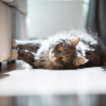 STAR Vet Clinic gets honest about cats