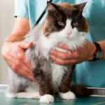 Four things your cat should be checked for this autumn at STAR Vets
