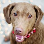 Dog friendly days out in Derbyshire this December