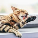 Cat grooming and other wellness tips for 2022