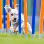 Must-have exercise and nutrition tips for dogs in Derbyshire