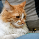 Cats, dogs and bee stings – what you need to know