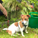 How to pet-proof spring gardens in Derbyshire