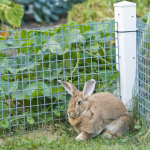 Garden plants safe for rabbits & spring hazards to avoid