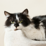 Caroline Ward shares tips for emergency cat health problems