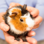 Life-threatening guinea pig health problems & advice