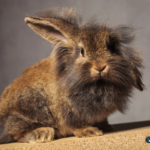 A rabbit microchip? Appleby Magna Vets have this advice