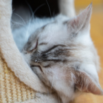 How to choose the best cat sitter or cattery in Derbyshire
