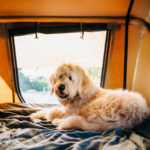 Get STAR Vets’ dog-friendly holiday prep list
