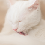 Overgrooming in cats – stress or a health problem?