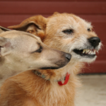 Understanding dog behaviour and getting help in Appleby Magna