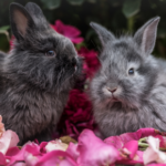 STAR Vets explain why rabbits need a companion