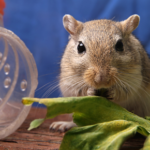 Vets in Appleby Magna highlight the signs of a stressed small pet