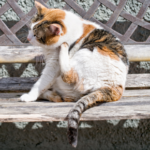 Cat fleas – stop the itching before it starts
