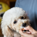 Protect your dog from worms with STAR Vets’ 3-step guide