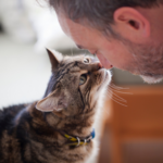 Top tips for adopting an older cat in Derbyshire