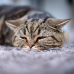 STAR Vets explains what to do if your cat or dog has vomited