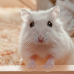 Hamster under the weather? Vet Caroline helps owners spot illnesses at home