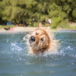 Seven activities for your dog in the heat and five to avoid