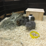 What to do about flystrike if you have rabbits or guinea pigs