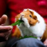 Our Head Nurse Lara discusses guinea pig care