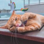 Summer cat care for owners in Derbyshire