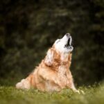 Canine arthritis – age, causes, symptoms and treatment for Derbyshire dogs