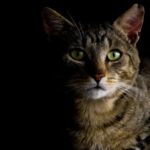 Vet Caroline Ward on importance of autumn/winter cat health checks