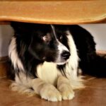 STAR Vets helps owners understand firework-driven noise phobias in dogs