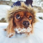 5 common canine conditions we treat in winter at STAR Vets