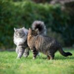 Why cat neutering is about more than unplanned kittens