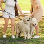 Avoid puppy season ‘accidents’ with STAR Vets’ dog neutering advice