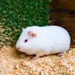 Flystrike Alert: Protecting rabbits & guinea pigs in Derbyshire