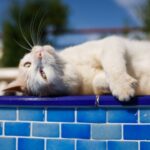 7 things your cat really wants from their holiday pet sitter