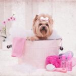 Treat Your Dog to a DIY Spa Day at Home