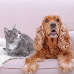 Caroline’s Post-Holiday Ideas for Happy Pets