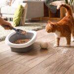 Vet Caroline Ward Shares Why Cats Soil Indoors and Ways to Help
