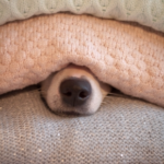 Create a Firework Retreat for Your Pet with STAR Vets’ Guide